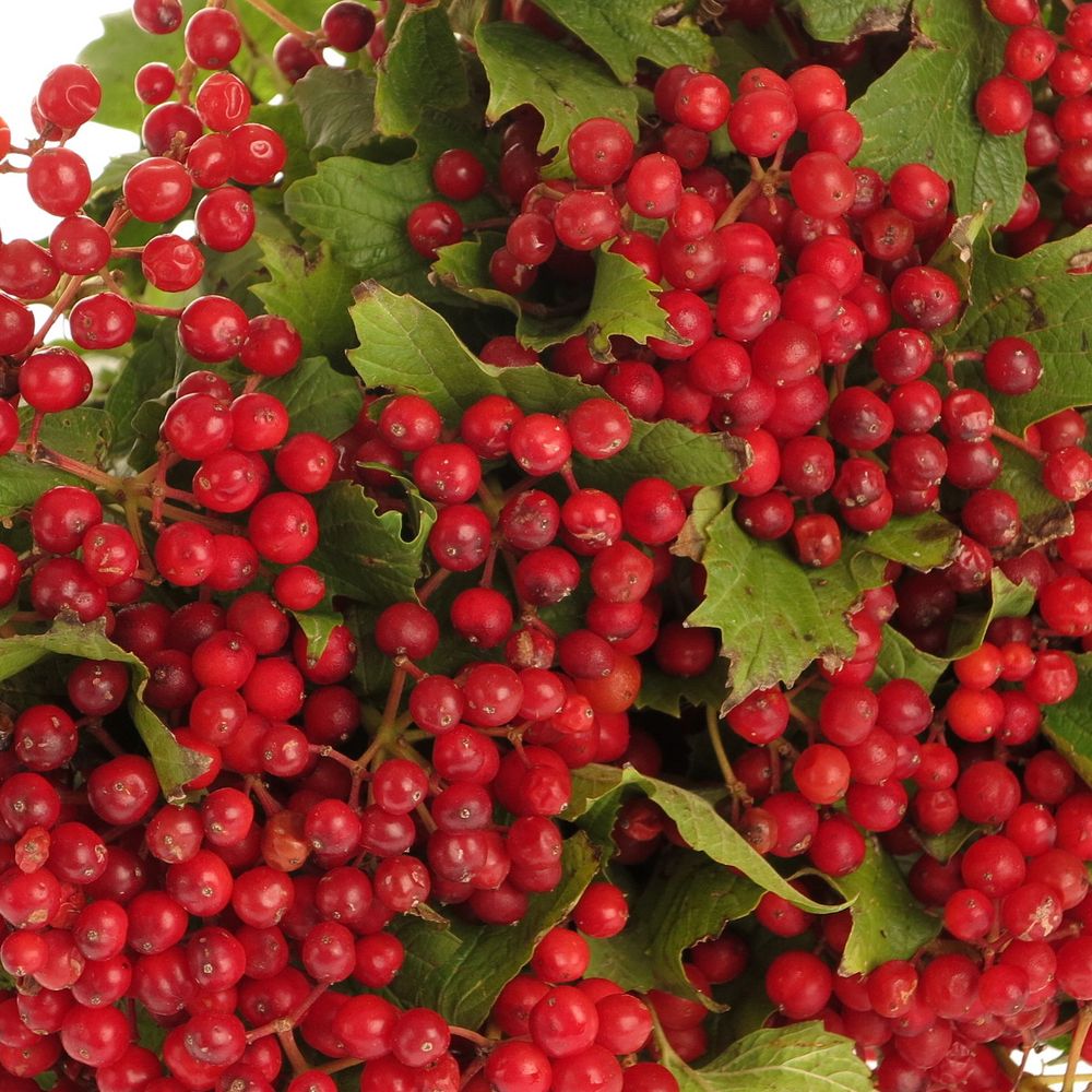 Viburnum rot Compactum 30cm