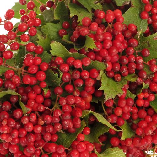 Viburnum rot Compactum 30cm