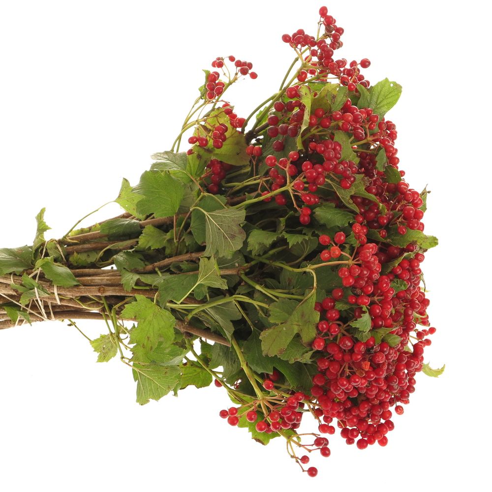 Viburnum rot Compactum 30cm