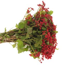 Viburnum rot Compactum 30cm