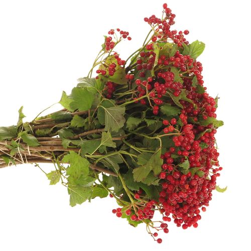 Viburnum rot Compactum 30cm