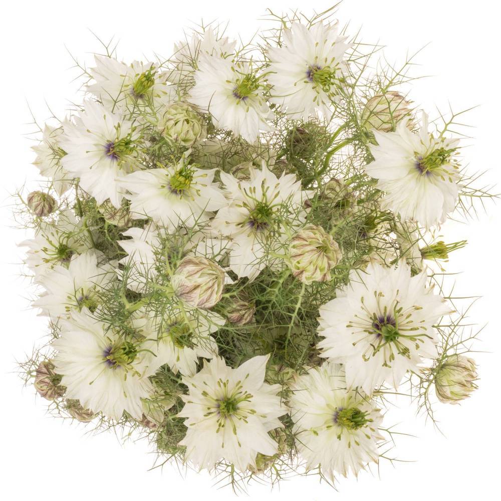 Nigella weiss Artistic White 75cm