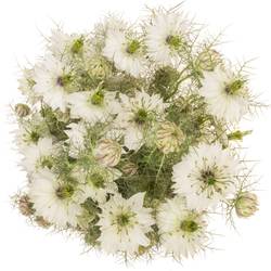 Nigella weiss Artistic White 75cm