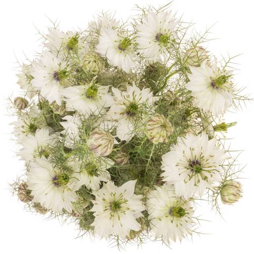 Nigella weiss Artistic White 75cm