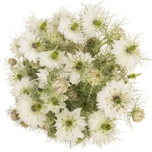 Nigella weiss Artistic White 75cm