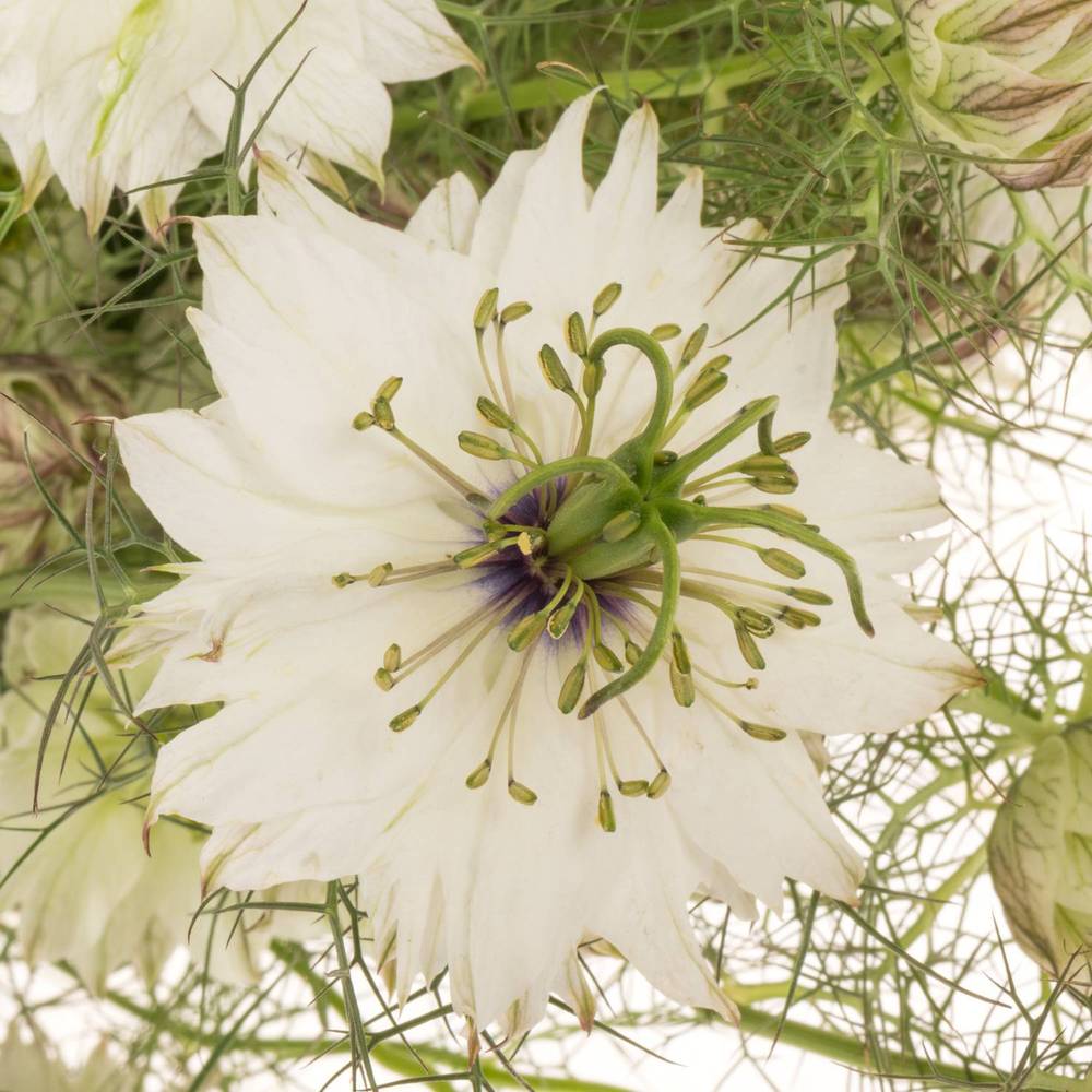 Nigella weiss Artistic White 75cm