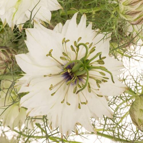 Nigella weiss Artistic White 75cm