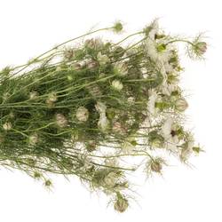 Nigella weiss Artistic White 75cm
