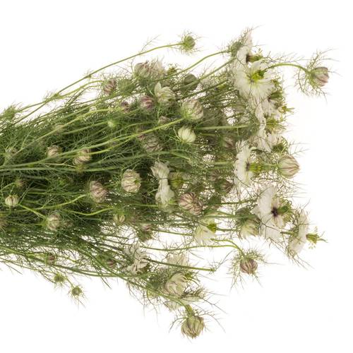 Nigella weiss Artistic White 75cm