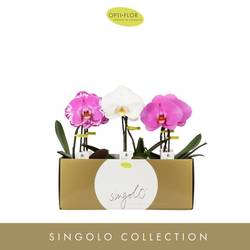 Phal.1-R mix Singolo im Keramik T09 H040