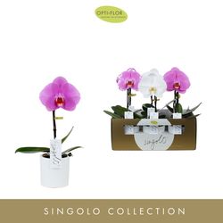 Phal.1-R mix Singolo im Keramik T09 H30
