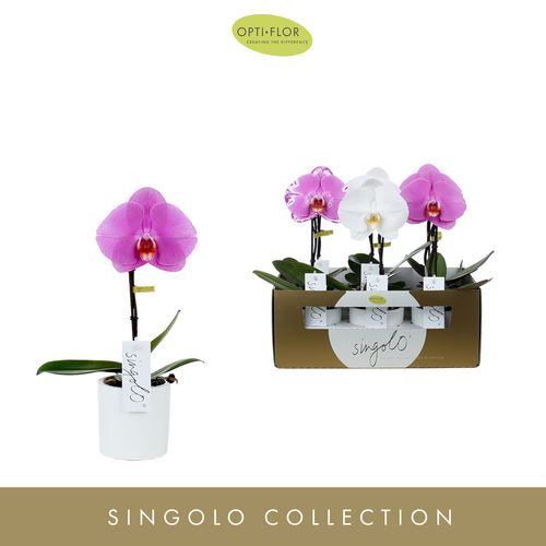 Phal.1-R mix Singolo im Keramik T09 H30