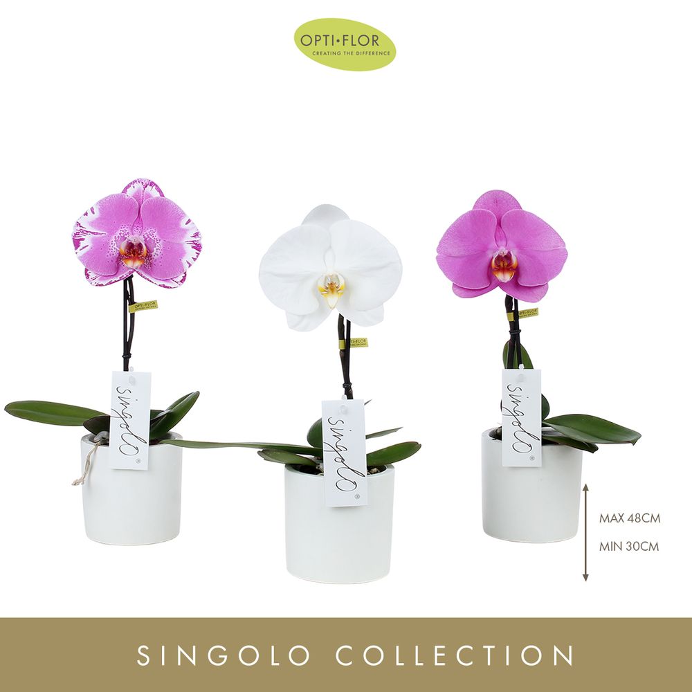 Phal.1-R mix Singolo im Keramik T09 H30