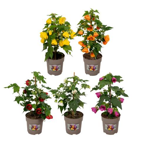 Abutilon mix T15 H045