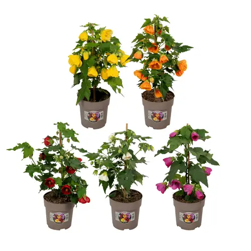 Abutilon mix T15 H045