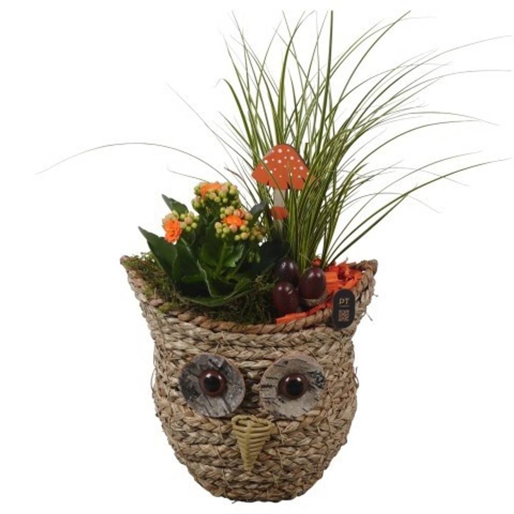 Carex.Arr PTHI3308 Herbst T21 H045