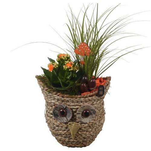 Carex.Arr PTHI3308 Herbst T21 H045