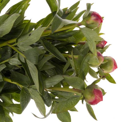 Pfingstrose cerise Flame 40cm