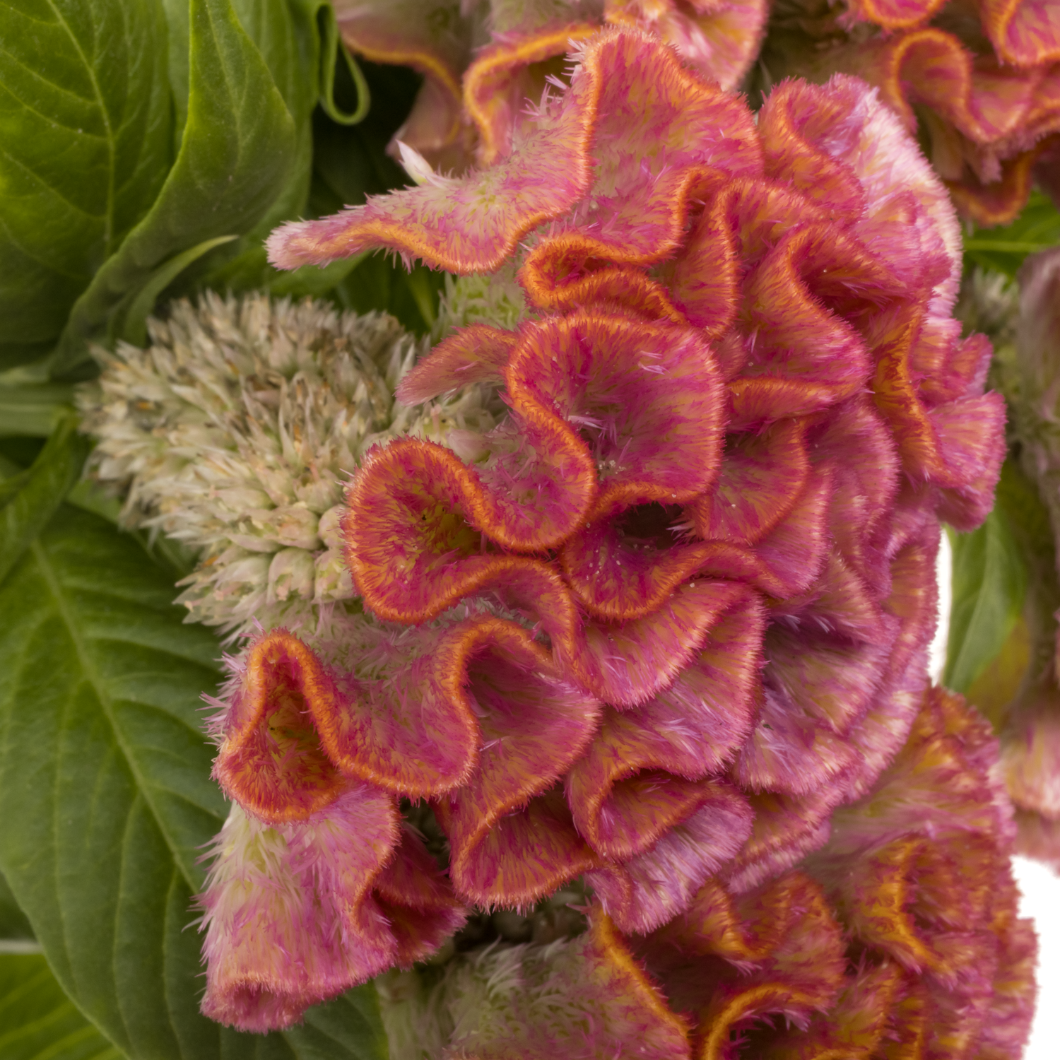 Hahnenkamm rosa Delight 80cm