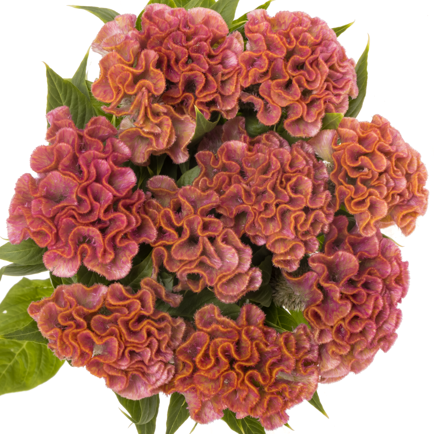 Hahnenkamm rosa Delight 80cm