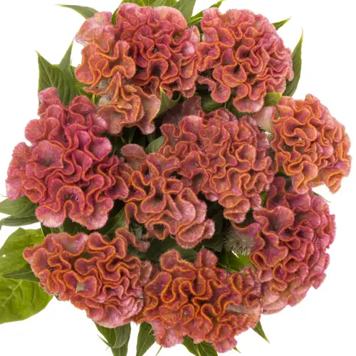 Hahnenkamm rosa Delight 80cm