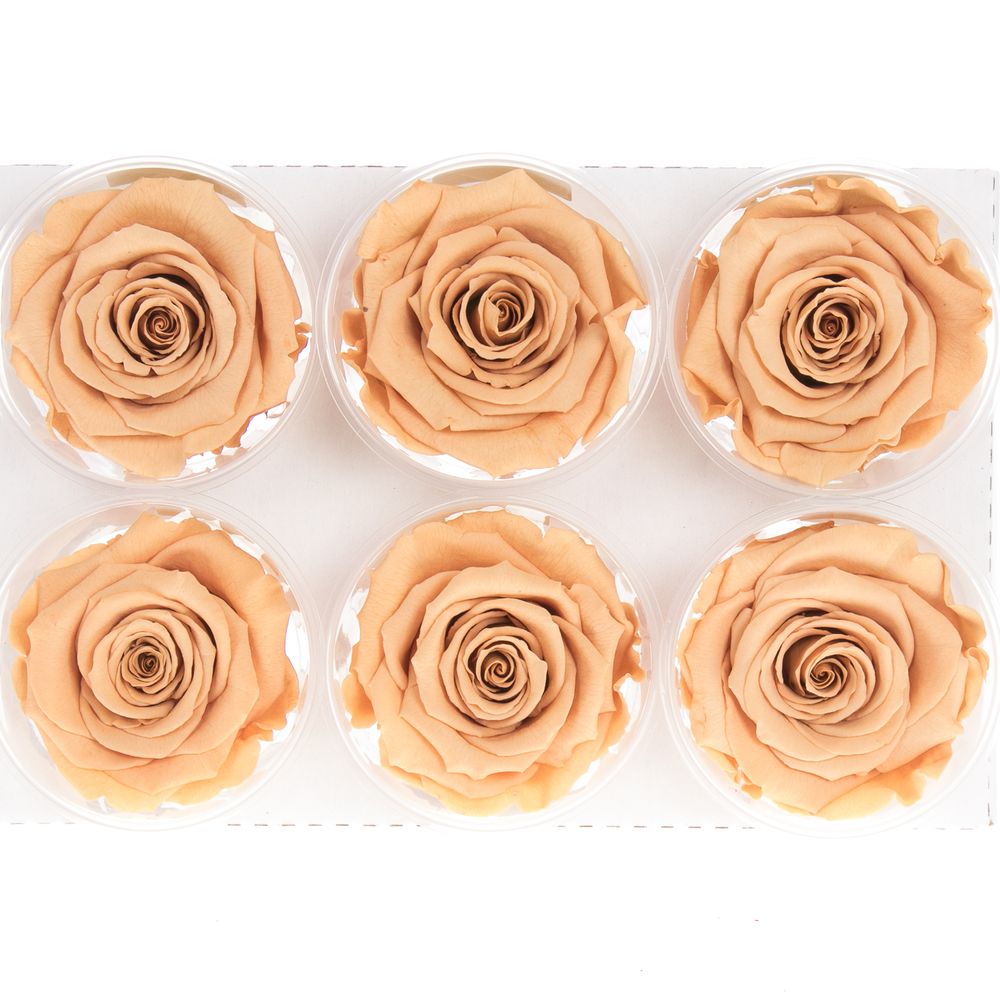 Präparierte Rose toffee Toff-01