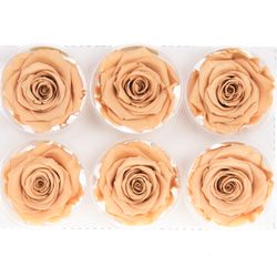 Präparierte Rose toffee Toff-01
