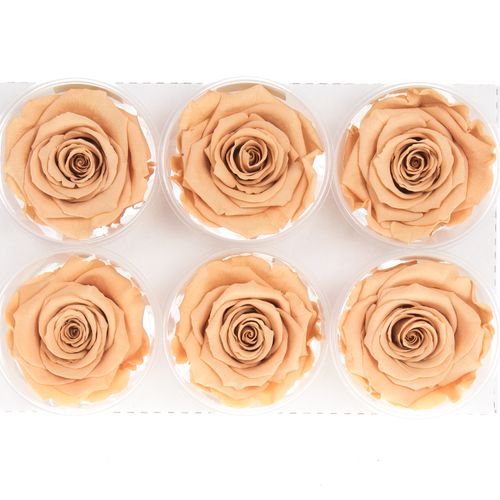Präparierte Rose toffee Toff-01