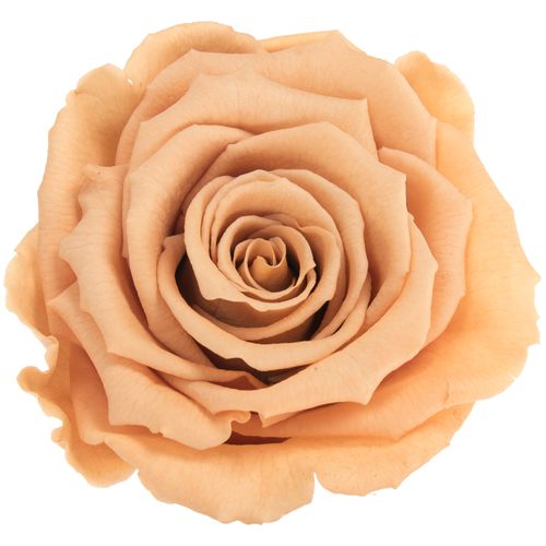 Präparierte Rose toffee Toff-01