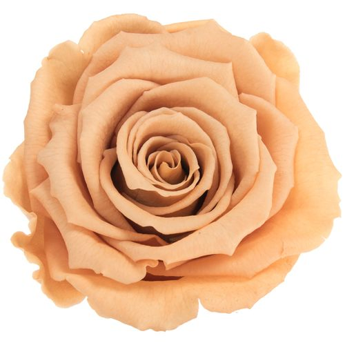 Präparierte Rose toffee Toff-01