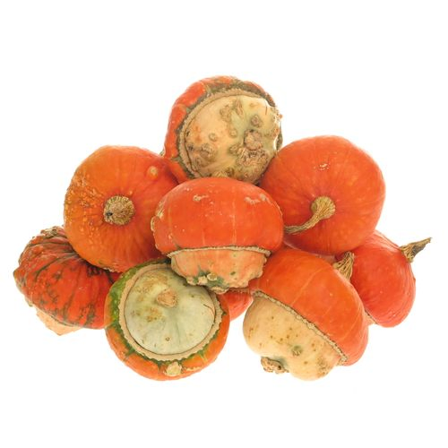 Zierk. orangeTurkse Turban 10cm