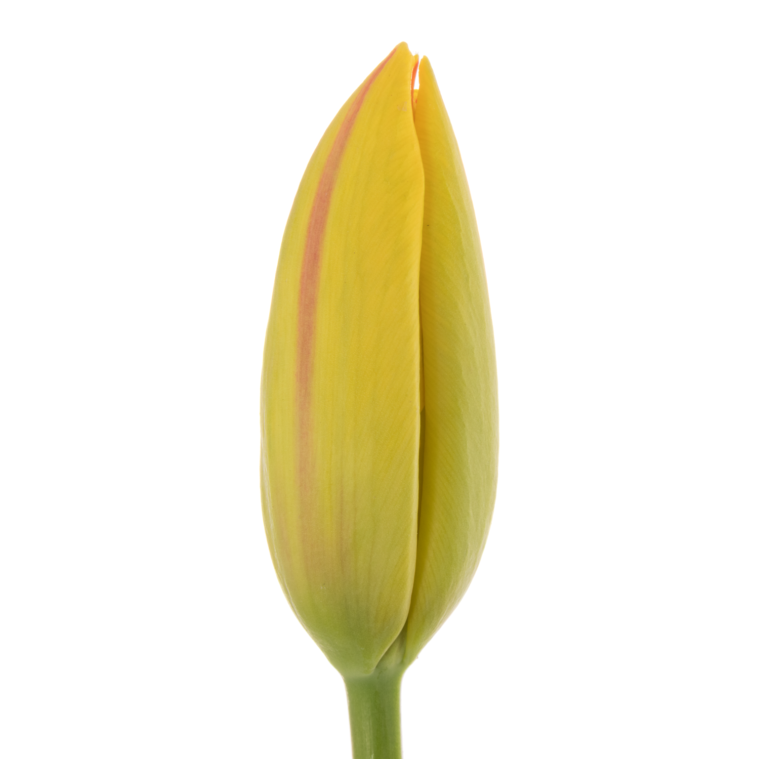 Franz.gelb/rot La Courtine 47 Gramm 45cm