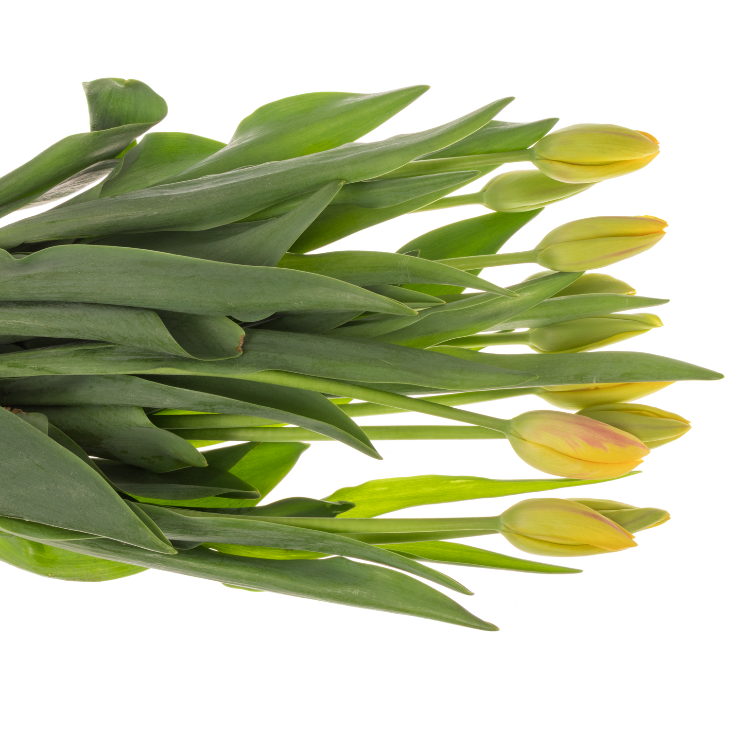 Franz.gelb/rot La Courtine 47 Gramm 45cm