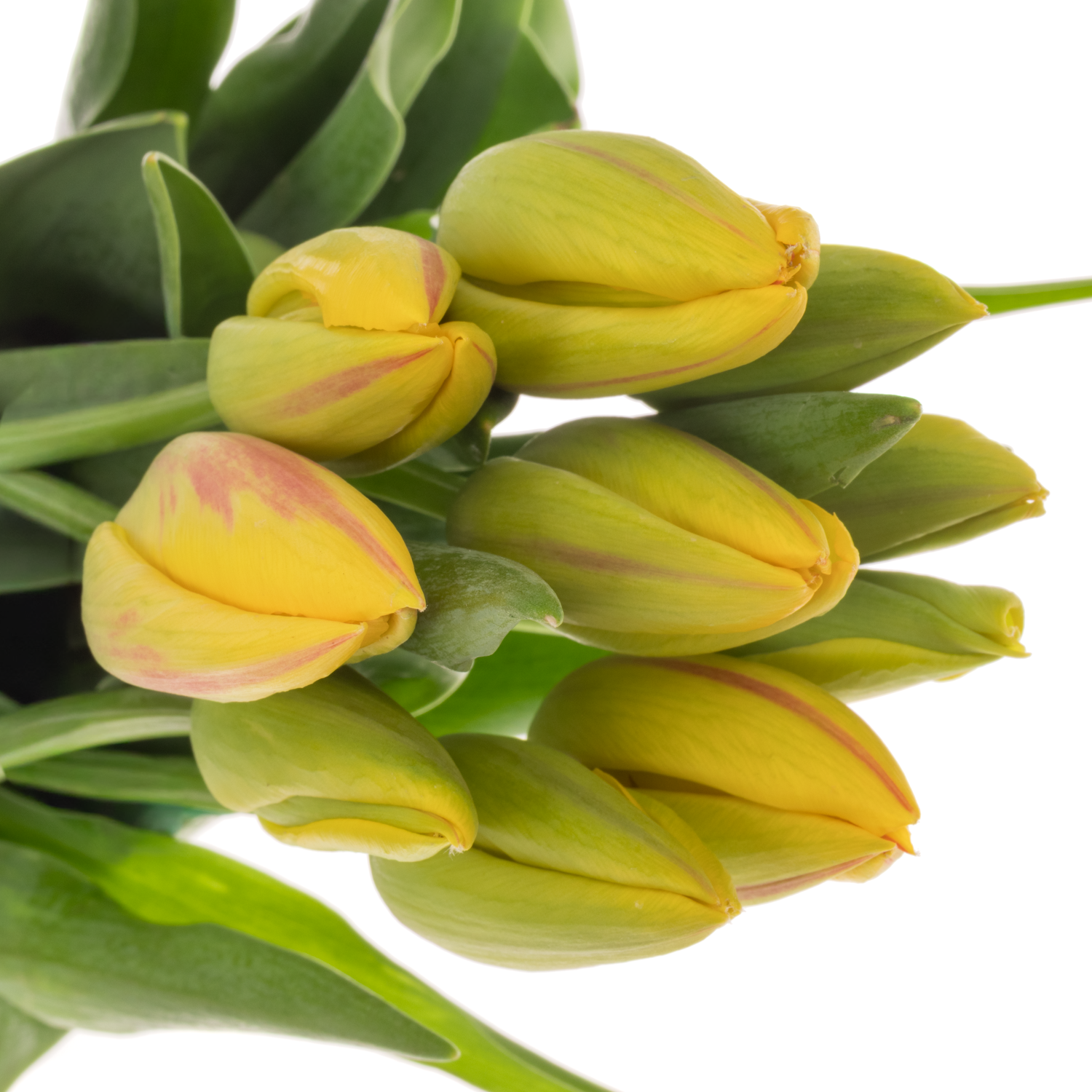 Franz.gelb/rot La Courtine 47 Gramm 45cm