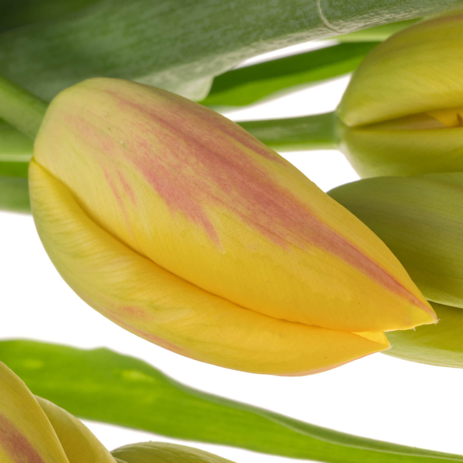 Franz.gelb/rot La Courtine 47 Gramm 45cm