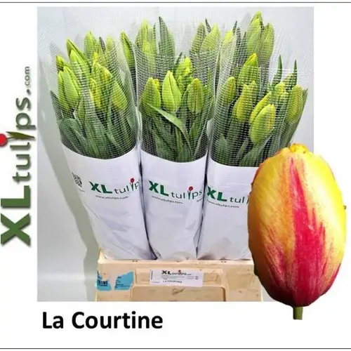 Franz.gelb/rot La Courtine 46 Gramm 45cm