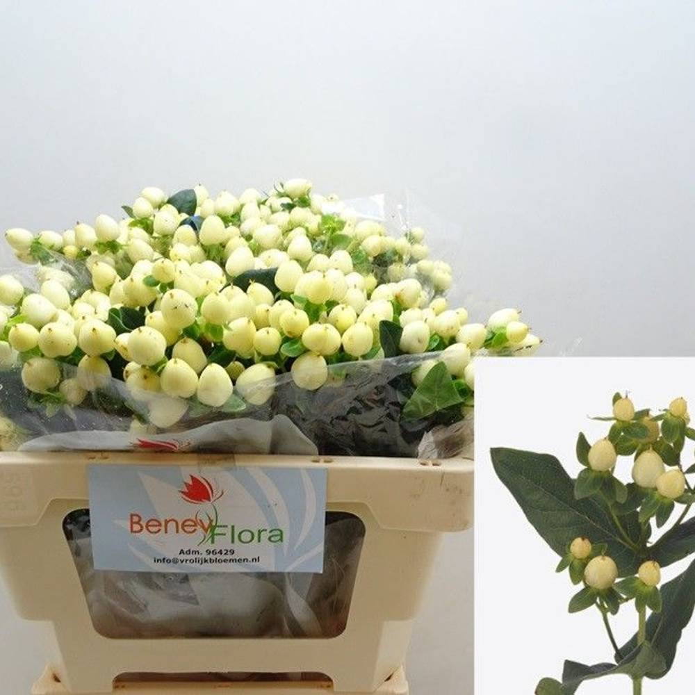 Hypericum creme/weiss White Prince 40cm