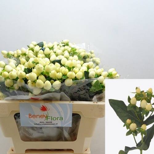 Hypericum creme/weiss White Prince 40cm