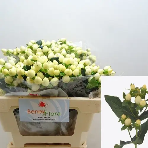 Hypericum creme/weiss White Prince 40cm