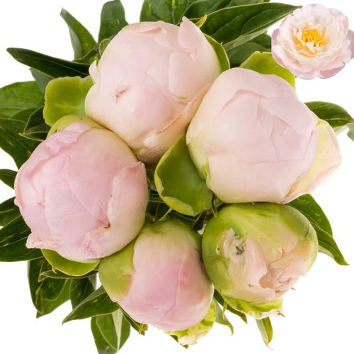 Pfingstrose rosa Miss America 55cm