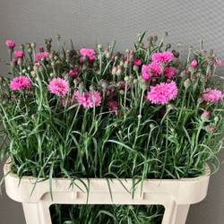 Kornblumen rosa dunkel 75cm