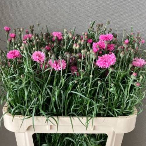 Kornblumen rosa dunkel 75cm