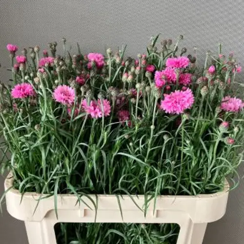 Kornblumen rosa dunkel 75cm