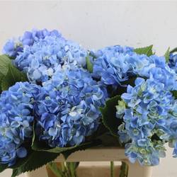 Hortensie blau Dark Blue Bol 18cm 60cm