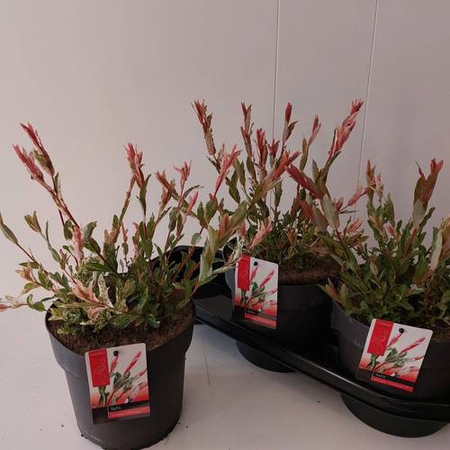 Salix Flamingo Integra T19 H040
