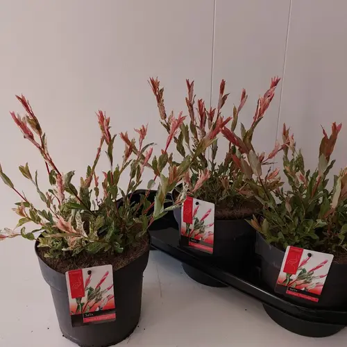Salix Flamingo Integra T19 H040
