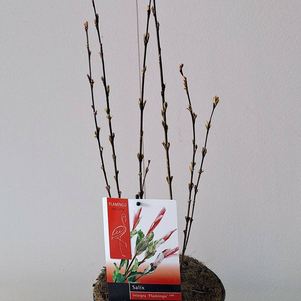 Salix Flamingo integra T19 H040