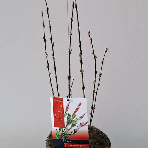 Salix Flamingo integra T19 H040