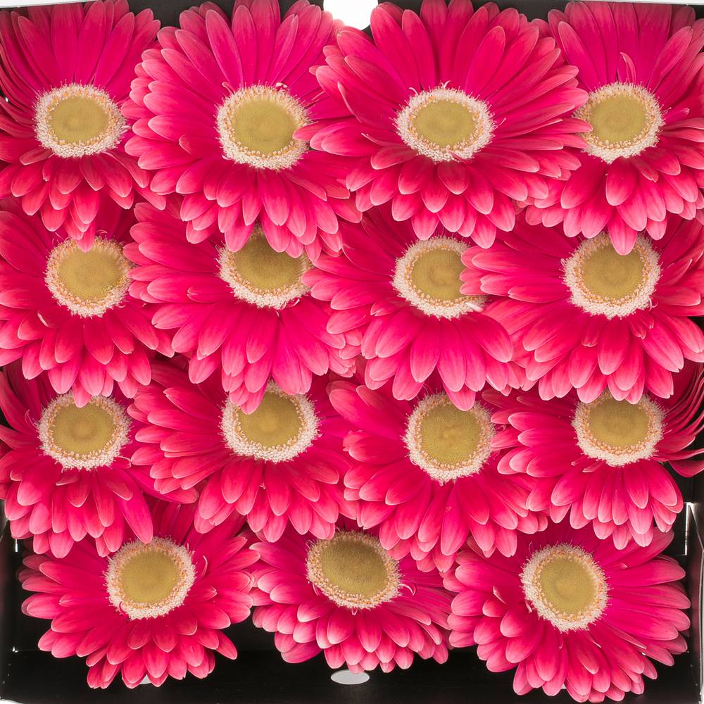 Gerbera rosa Unique