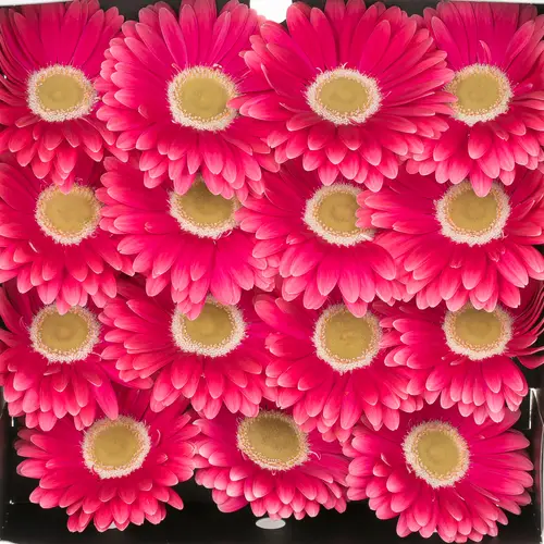 Gerbera rosa Unique